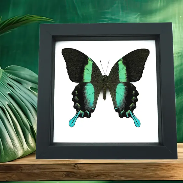 Papilio blumei Butterfly Peacock Swallowtail Framed Taxidermy Classic Black Display