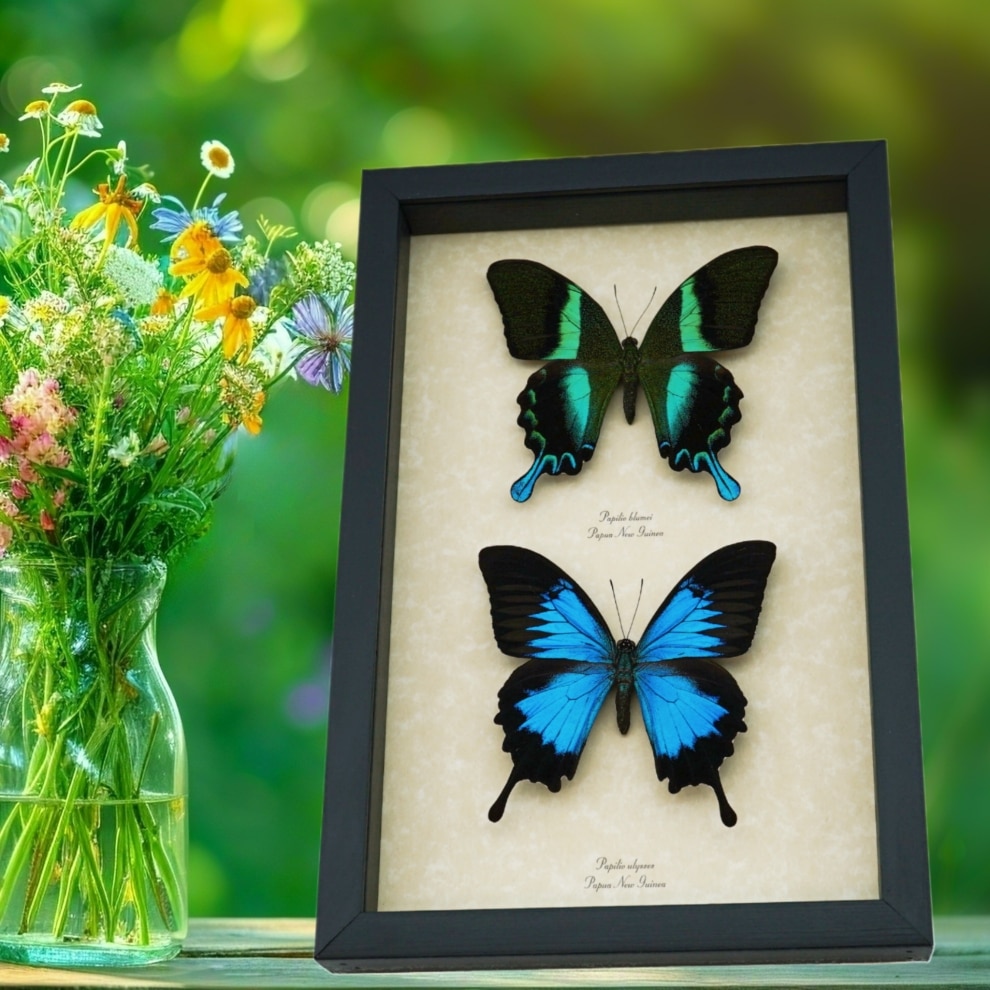 Framed Butterflies Blue Green Swallowtail Butterfly Collection Taxidermy Display