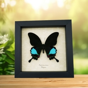Papilio karna Jungle Jade Swallowtail Butterfly Framed Insect Display