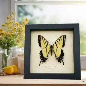 North American Butterflies