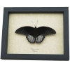 Papilio rumanzovia Resting Scarlet Mormon Butterfly Framed Taxidermy Display