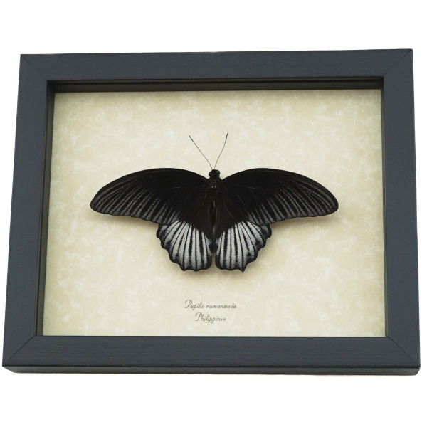 papilio-rumanzovia-resting