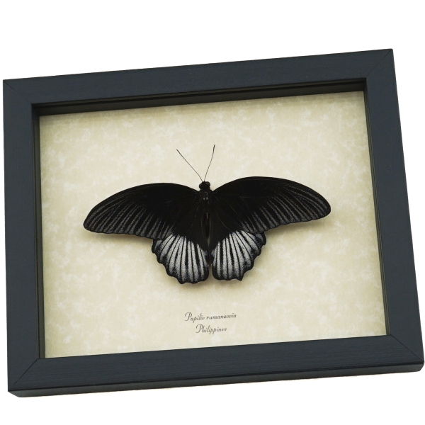 papilio-rumanzovia-resting