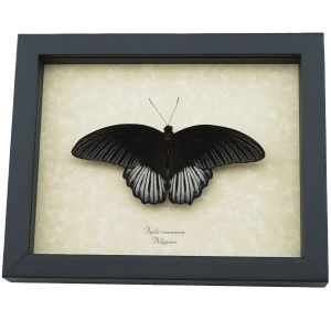 Papilio rumanzovia Resting Scarlet Mormon Butterfly Framed Taxidermy Display
