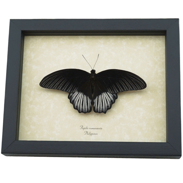 Papilio rumanzovia Resting Scarlet Mormon Butterfly Framed Taxidermy Display