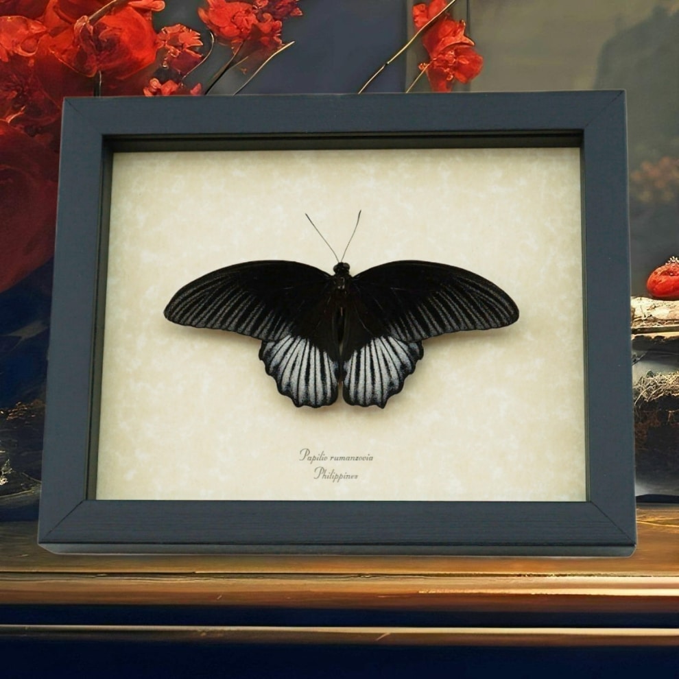 Papilio rumanzovia Resting Scarlet Mormon Butterfly Framed Taxidermy Display Papilio rumanzovia Resting Scarlet Mormon Butterfly Framed Taxidermy Display