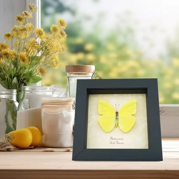 Yellow Butterflies Insects phoebis sennae flowers vase shelf window