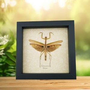 Tenodera sinensis Praying Mantis Real Framed Insect Taxidermy Display