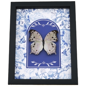 Mother Of Pearl Butterfly Blue Chintz Salamis parhassus Framed Taxidermy Display