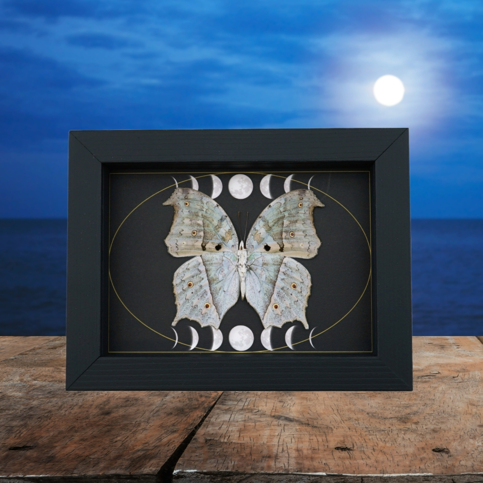 Mother Of Pearl Butterfly Phases of The Moon Salamis parhassus verso Framed Taxidermy Display