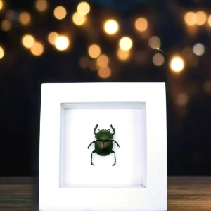 Beetles Vibrant White Displays