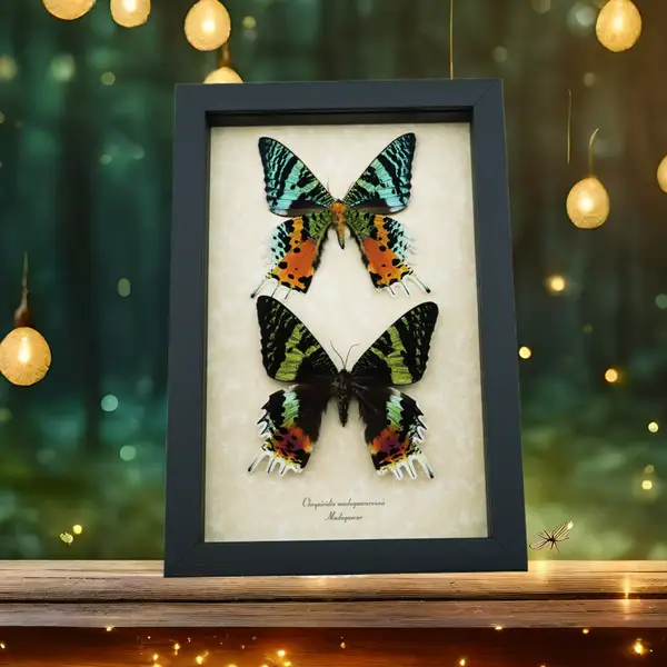 Moths From Around The World by Butterfly Designs USA