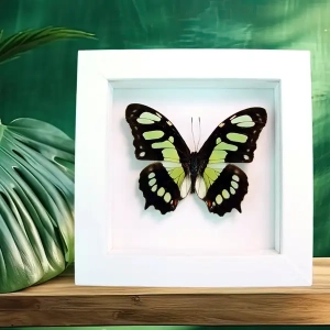 Vibrant White Displays