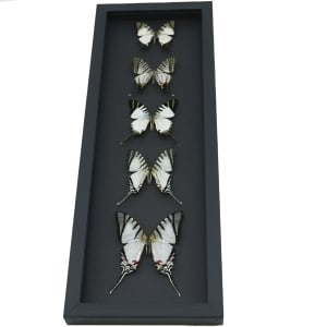 Wedding White Swallowtails Butterflies Framed Butterfly Collection Taxidermy Moonlight Display