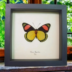 Framed Yellow Pink Butterfly Real Batesia hypochlora Verso Taxidermy Display