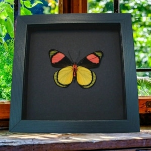 Batesia hypochlora Verso Butterfly Real Framed Taxidermy Moonlight Display