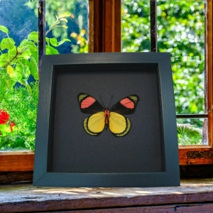 Batesia hypochlora Verso Butterfly Real Framed Taxidermy Moonlight Display