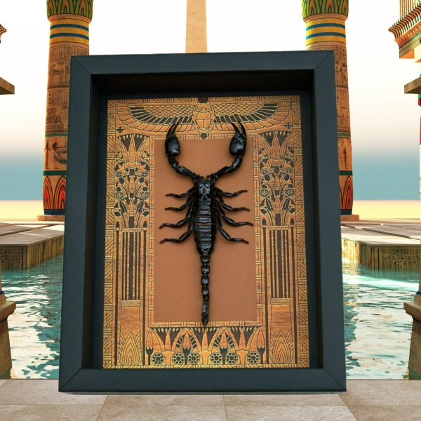 Real Scorpion Framed Taxidermy Display Egyptian Decor Heterometrus cyaneus