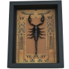 Real Scorpion Framed Taxidermy Display Egyptian Decor Heterometrus cyaneus