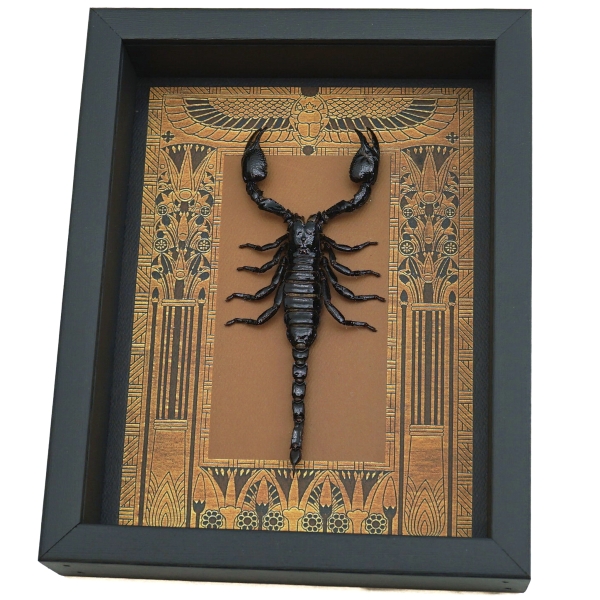 Real Scorpion Framed Taxidermy Display Egyptian Decor Heterometrus cyaneus