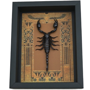 Real Scorpion Framed Taxidermy Display Egyptian Decor Heterometrus cyaneus