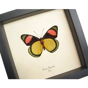 Framed Yellow Pink Butterfly Real Batesia hypochlora Verso Taxidermy Display