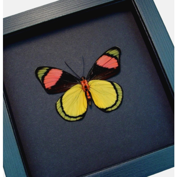 Batesia hypochlora Verso Butterfly Real Framed Taxidermy Moonlight Display