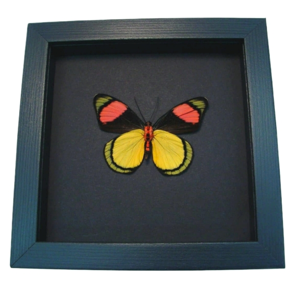 Batesia hypochlora Verso Butterfly Real Framed Taxidermy Moonlight Display