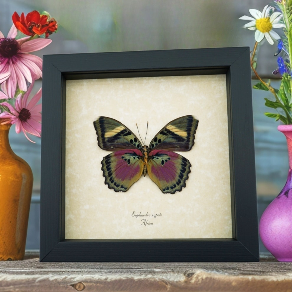 Euphaedra xypete Female Verso Pink Forester African Butterfly Framed Insect Taxidermy Display Euphaedra xypete Female Verso Pink Forester African Butterfly Framed Insect Taxidermy Display