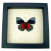 Rare Blood Red Butterfly Agrias beatifica lachaumei Verso Framed Peru Display