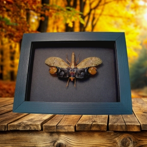 Framed Lanternfly Cathedra serrata Insect Taxidermy Moonlight Display
