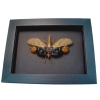Framed Lanternfly Cathedra serrata Insect Taxidermy Moonlight Display