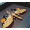 Framed Lanternfly Cathedra serrata Insect Taxidermy Moonlight Display