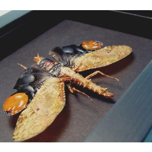 Framed Lanternfly Cathedra serrata Insect Taxidermy Moonlight Display