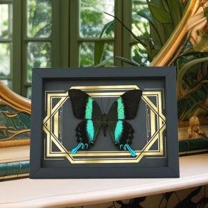 Real Peacock Swallowtail Butterfly Golden Borders Papilio Blumei Framed Taxidermy Display