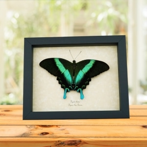 Resting Peacock Swallowtail Butterfly Papilio Blumei Framed Taxidermy Display