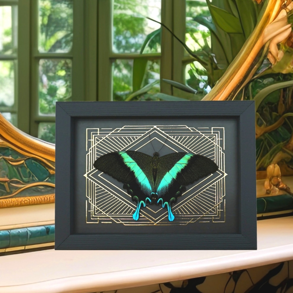Real Resting Peacock Swallowtail Butterfly Gold Foil Geometric Papilio Blumei Framed Taxidermy Display Real Resting Peacock Swallowtail Butterfly Gold Foil Geometric Papilio Blumei Framed Taxidermy Display
