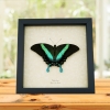 Resting Peacock Swallowtail Butterfly Papilio Blumei xl Framed Taxidermy Display