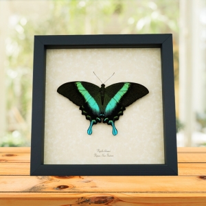 Resting Peacock Swallowtail Butterfly Papilio Blumei xl Framed Taxidermy Display