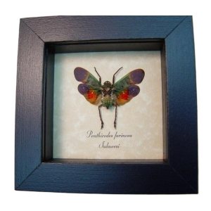 Penthicodes farinosa Sunset Lanternfly Framed Insect Taxidermy Display