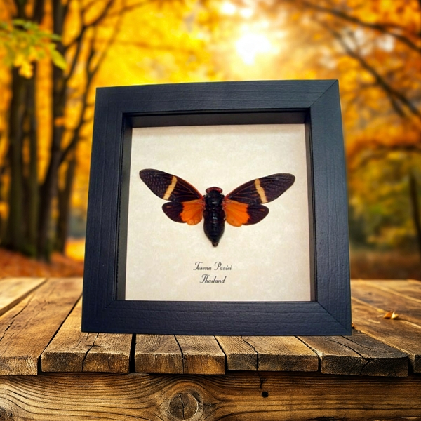 Tosena paviei Orange Halloween Cicada Framed Insect Taxidermy Display