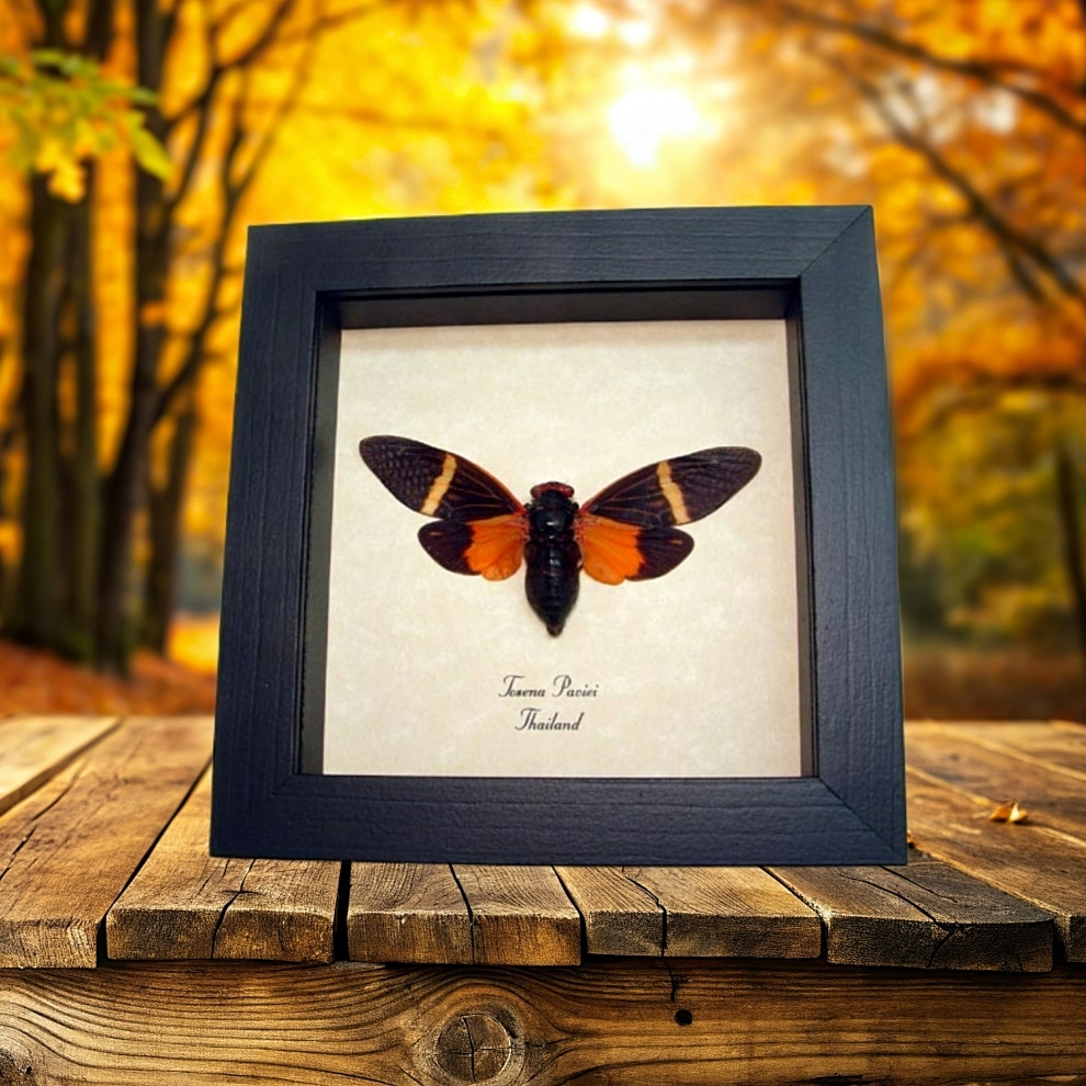 Tosena paviei Orange Halloween Cicada Framed Insect Taxidermy Display Tosena paviei Orange Halloween Cicada Framed Insect Taxidermy Display