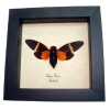 Tosena paviei Orange Halloween Cicada Framed Insect Taxidermy Display