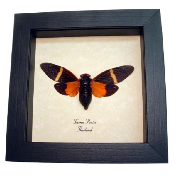 Tosena paviei Orange Halloween Cicada Framed Insect Taxidermy Display