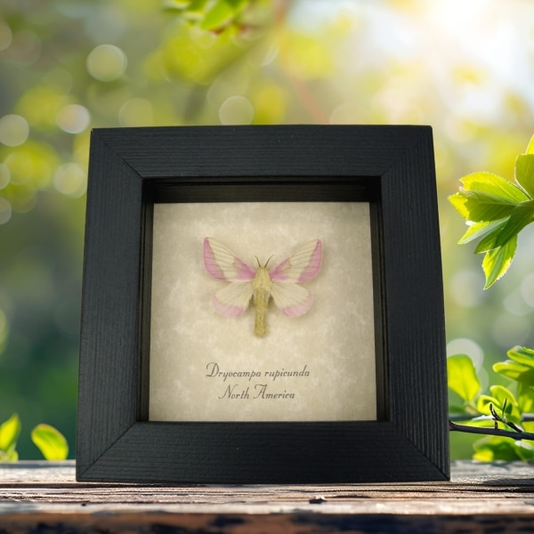 Real Rosy Maple Moth Dryocampa rubicunda Framed Pink Insect Taxidermy Display