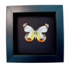 Delias periboea verso Colorful Yellow Orange Butterfly Moonlight Display