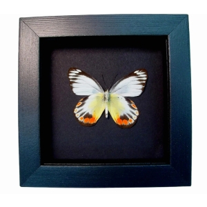 Delias periboea verso Colorful Yellow Orange Butterfly Moonlight Display