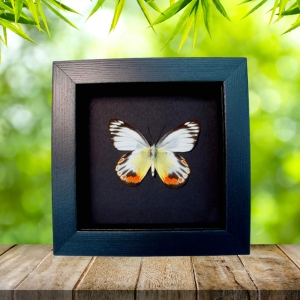 Delias periboea verso Colorful Yellow Orange Butterfly Moonlight Display
