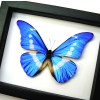 Framed Blue Morpho rhetenor helena Butterfly Taxidermy Classic Black Display