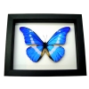 Framed Blue Morpho rhetenor helena Butterfly Taxidermy Classic Black Display